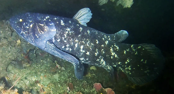 Image of live Coelacanth off the coast of South Africa