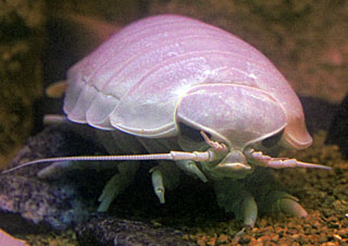 Image of a giant isopod specimen at the Virginia Aquarium and Marine Science Center