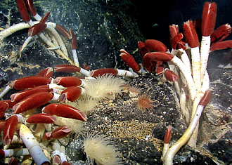 Colony of giant tube worms near a hydrothermal vent