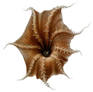 Artist rendering of a vampire squid's underside showing the webbed skin and spines