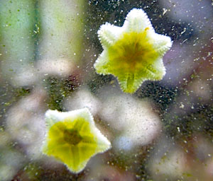 Image of Aasterina starfish in an aquarium