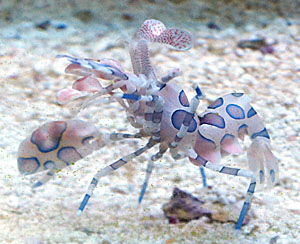 Image of a harlequin shrimp