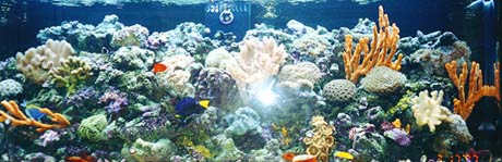 aquarium01.jpg (20134 bytes)