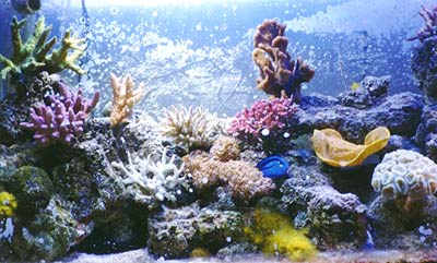 aquarium03.jpg (22632 bytes)