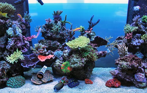Image of a reef aquarium from a local aquarium store