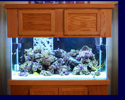 Photo of my 90 gallon reef aquarium