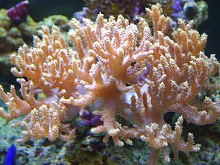 Photo of a leather coral with polyps fully extended