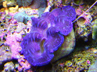Closeup photo of a purple tridacna clam