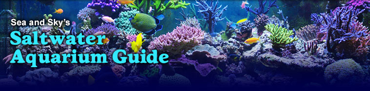 Title graphic for Sea and Sky's Saltwater Aquarium Guide
