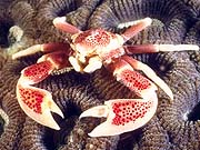 Anemone Crab (Neopetrolisthes ohshimai)