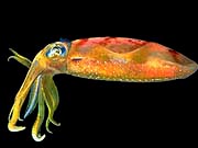 Atlantic Squid (Lolliguncula brevis)