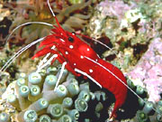Blood Shrimp (Lysmata debelius)