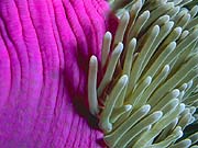 Purple Base Anemone (Heteractis magnifica)