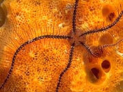 Sponge Brittle Star (Ophioneresis reticulata)