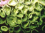 Sea Mat (Zoanthus pulchellus)