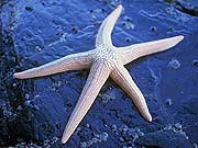 Short Spined Starfish (Henricia sanguinolenta)