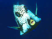 Smooth Trunkfish (Lactophyrs triqueter)