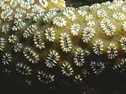 Star Coral (Galaxea fascicularis)