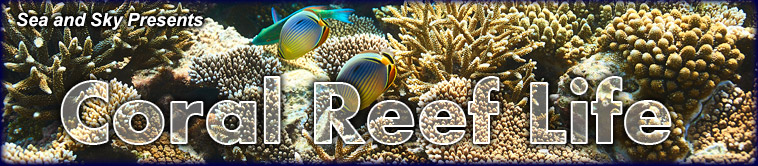 Title graphic for Sea and Sky's Coral Reef Life pages