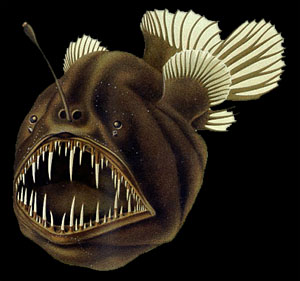 Deep Sea Anglerfish - Deep Sea Creatures on Sea and Sky