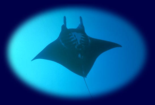 Manta Ray Swimming in the Sea