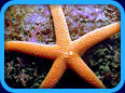 Gallery 5 - Sea Stars