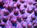 Purple Acropora Coral