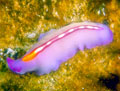 Purple Nudibranch