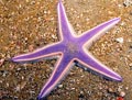 Royal Starfish