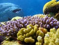 Barrier Reef Corals